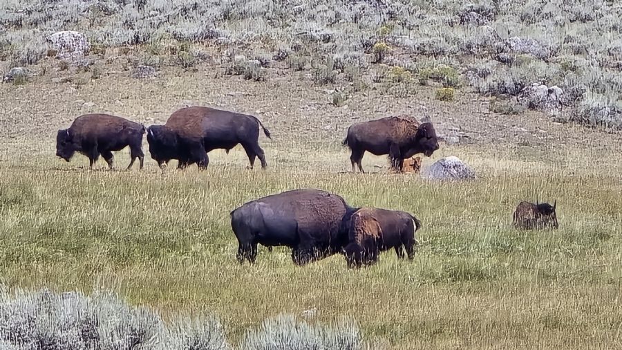 עמק לאמאר, ילוסטון